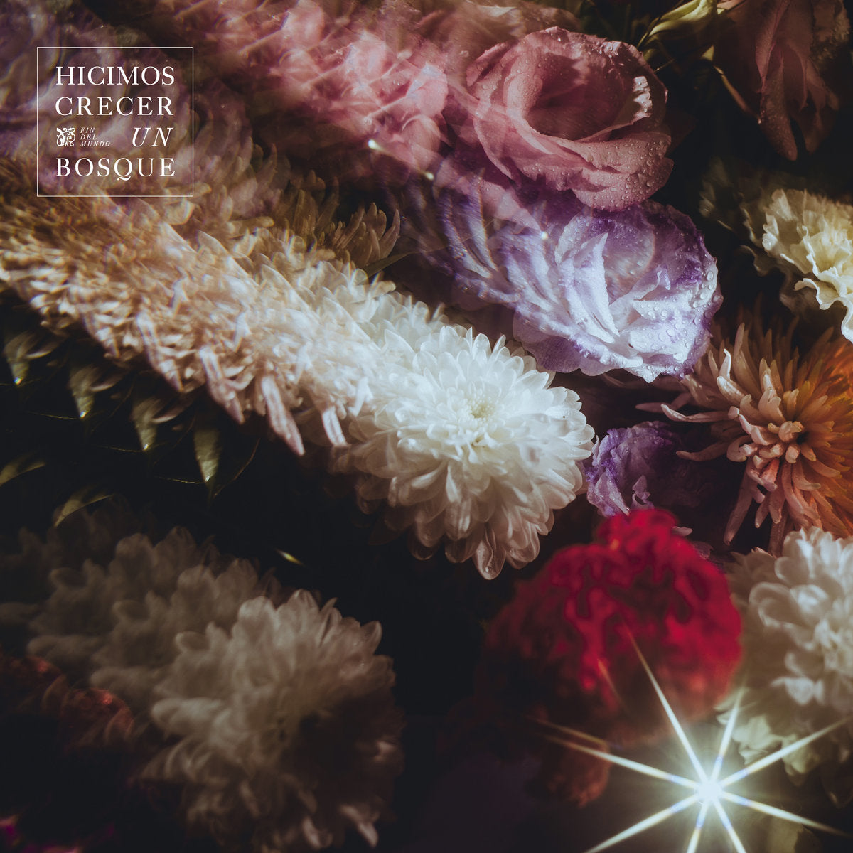 Fin del Mundo - Hicimos Crecer un Bosque